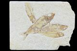 Multiple Knightia Fossil Fish - Wyoming #74123-1